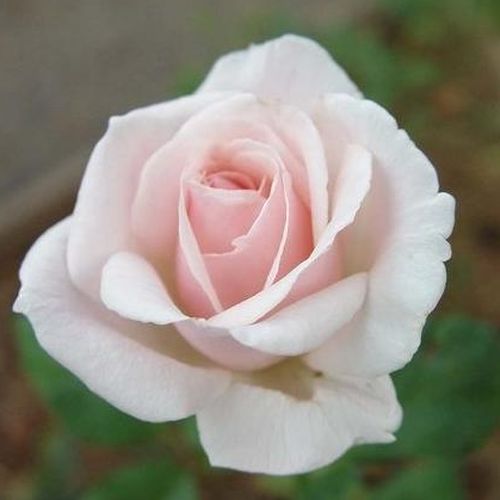 Rosen Shop - floribunda-grandiflora rosen  - weiß - Rosa White Queen Elizabeth - mittel-stark duftend - Banner - Man kann sie mit Blumen beliebiger Farben kombinieren, weil ihre weißen  Blüten ausgleichend und vermittelnd zwischen den verschiedenen Farben